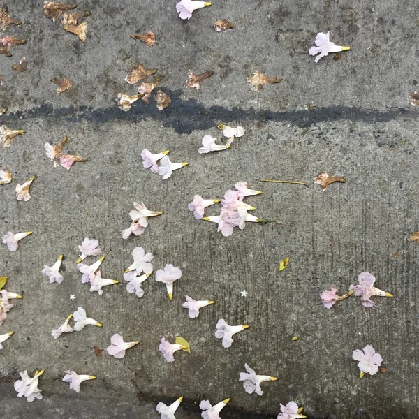 Roze bloemen op de vloer — Stockfoto
