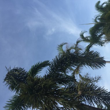 Güzel günbatımı arka planında palmiye ağaçları 