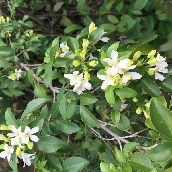 Fiore bianco Murraya paniculata o Orang Jessamin — Foto Stock