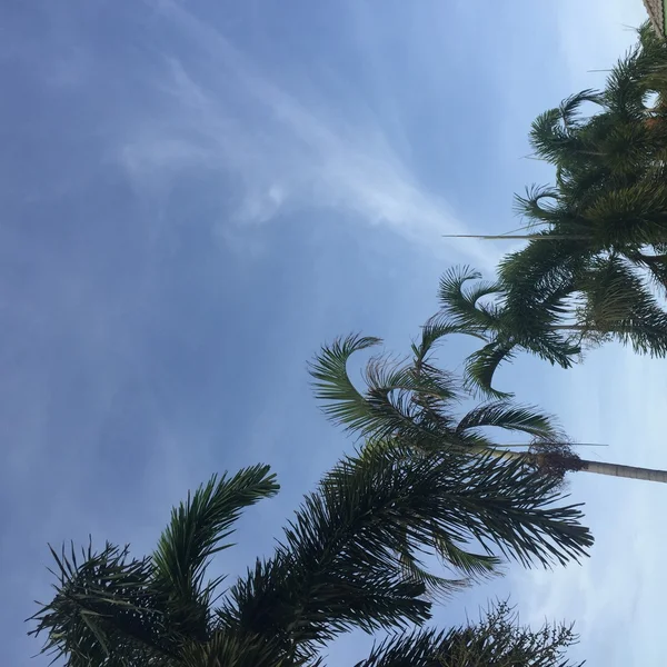 Palmuja kauniilla auringonlaskun taustalla — kuvapankkivalokuva