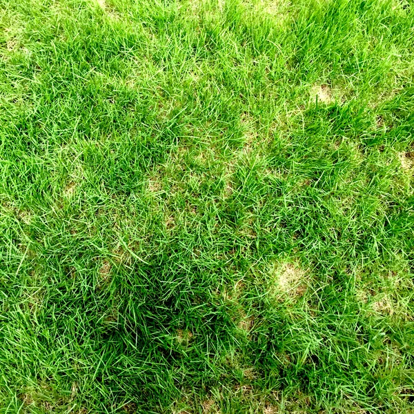 Textura sin costura de hierba verde. Inconsútil solo en dimensión horizontal — Foto de Stock