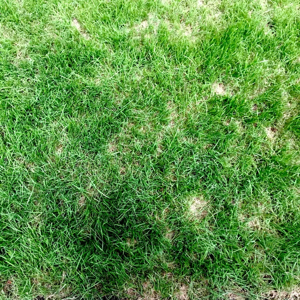 Zielona trawa bez szwu tekstury. Płynnie tylko w wymiarze horyzontalnym — Zdjęcie stockowe