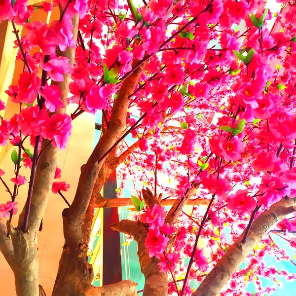 Cherry blossom or Sakura flower on nature background — Stock Photo, Image