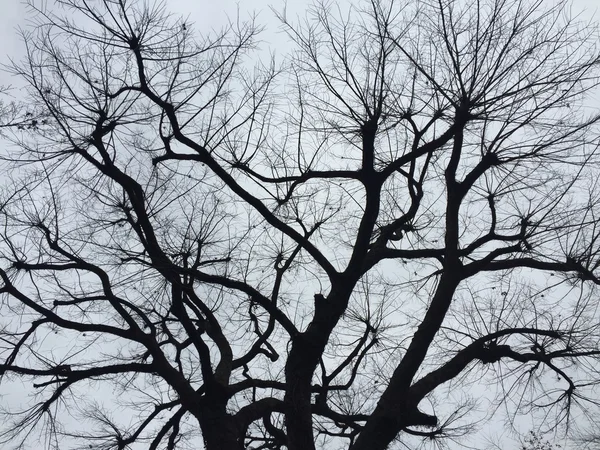 하늘 배경에서 아름 다운 나무 — 스톡 사진