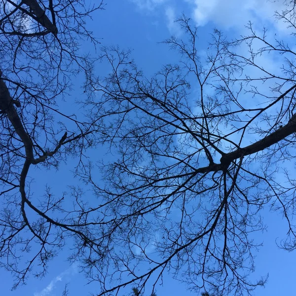 Belas árvores no fundo do céu — Fotografia de Stock