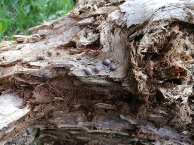 Eski çürük ahşabın doğal arka planı ve kenar yapısı.