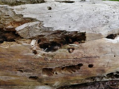 Ahşap endüstriyel arka plan ve eski kurumuş hasarlı ahşap delikleri