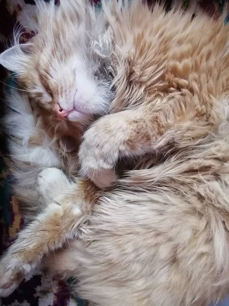 Twisted Sleeping Fluffy Ginger Cat Closed Eyes White Folded Paws — Stock Photo, Image