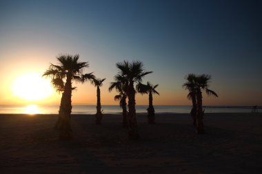 sunrise, palmiye ağaçları