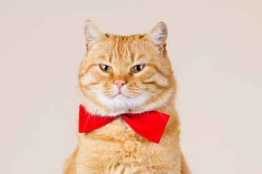 Kırmızı kedi oturma ve kamera için arıyorsunuz