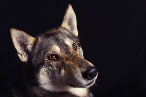 Sibirya Husky köpek portre fotoğraf makinesi vasıl arıyorsunuz — Stok fotoğraf