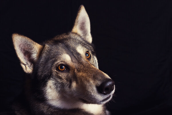 Siberian Husky dog Portrait looking at camera with an interesting expression isolated on yellow background.