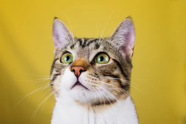 Katt tittar upp på gul bakgrund — Stockfoto