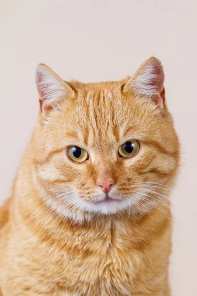 Red Cat siedząc i patrząc na kamery — Zdjęcie stockowe