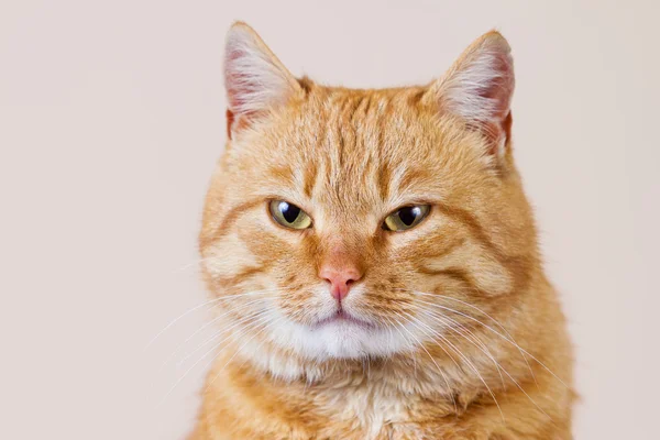 Kırmızı kedi oturma ve kamera için arıyorsunuz