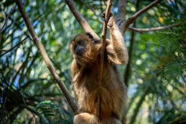 Güney Amerika 'nın yerlisi Mono Caraya. vahşi ve doğal ortamda