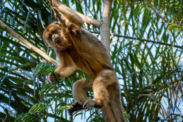 Güney Amerika 'nın yerlisi Mono Caraya. vahşi ve doğal ortamda