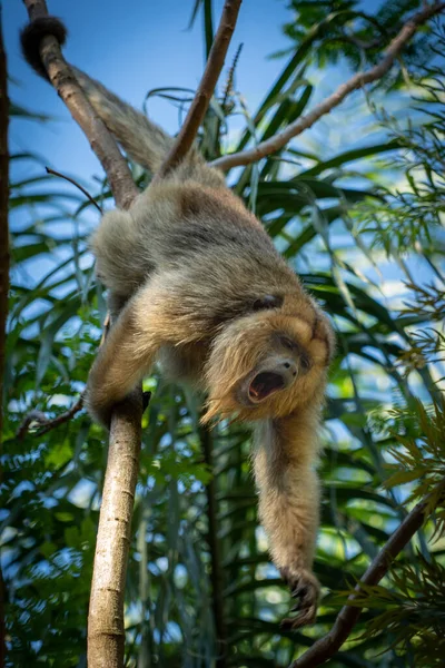 Güney Amerika 'nın yerlisi Mono Caraya. vahşi ve doğal ortamda