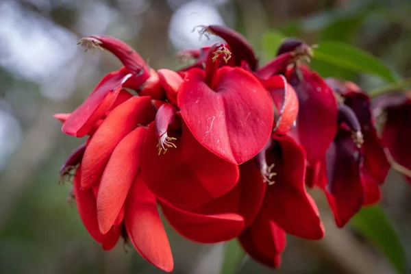 Çiçek 'teki Ceibo Ağacı. Arjantin Cumhuriyeti Ulusal Çiçeği