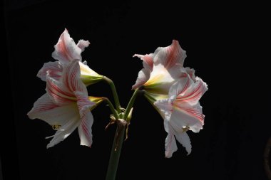 Ev bahçesinde doğal olarak yetişmiş çiçekler.