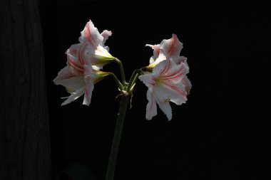 Ev bahçesinde doğal olarak yetişmiş çiçekler.