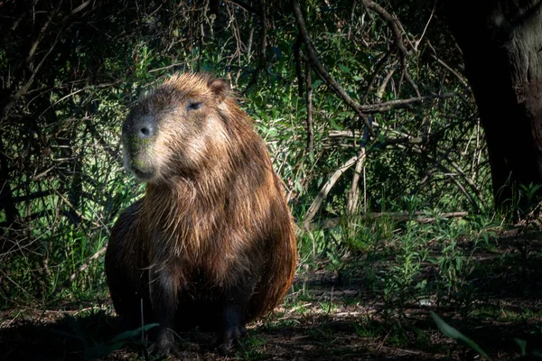 Capybara, Güney Amerika 'da Capybara olarak bilinen bir kemirgen. Doğal ortamında.