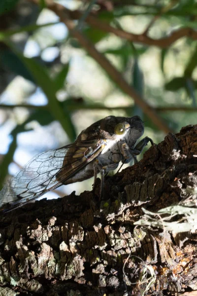 Cicada Στην Άγρια Και Φυσική Κατάσταση Ένα Έντομο Που Χαρακτηρίζεται — Φωτογραφία Αρχείου