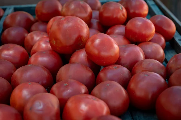 Organik olarak yetişen ve elde toplanan domates satışları