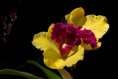 Bir ev bahçesinde doğal ve organik tarım orkideleri