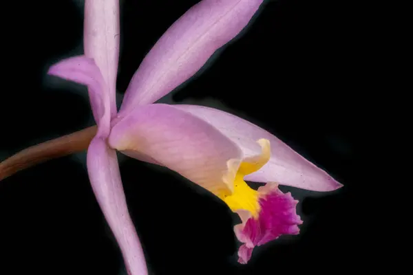 Bir ev bahçesinde doğal ve organik tarım orkideleri