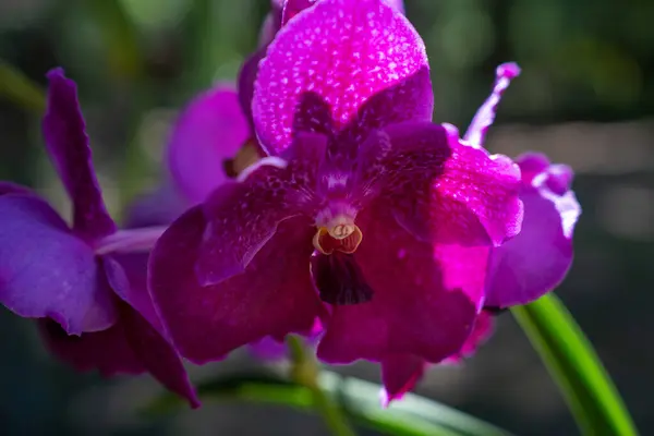 Bir ev bahçesinde doğal ve organik tarım orkideleri