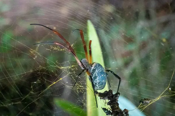 Evinin bahçesinde örümcektir