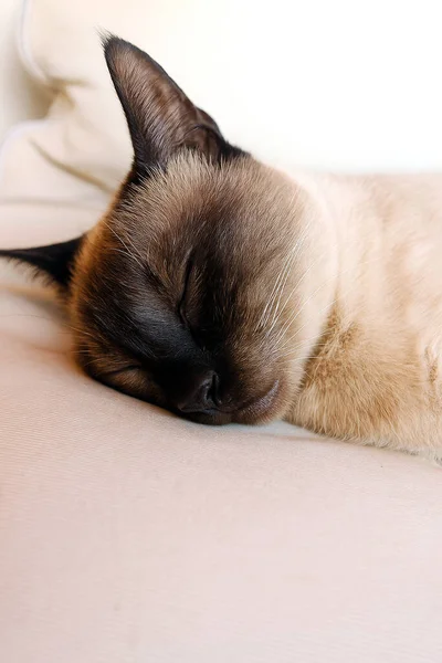 Yumuşak gün ışığında huzur içinde dinlenen bir siyam kedisi, sakinliğini ve sıcaklığını ifade ediyor.