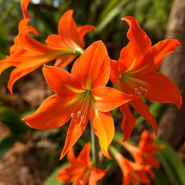 Çiçek açmış canlı bir amiral, sabah narin ışıklarıyla aydınlanan taç yaprakları, sakin bir ışıkla tropikal doğanın karmaşık dokusunu ve dingin güzelliğini ortaya çıkarıyor..
