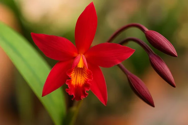 Amerika 'nın yerlisi bir kadın siyah bir arka plana karşı bacak bacak üstüne atmış, elleri nazikçe kenetlenmiş. Geniş boncuklu bir tasma takıyor ve kırmızı ve beyaz bir gömleğin üzerine uzun sarı iplikler takıyor. İnce bir yüz boyası ile geleneksel olarak çağdaş bir elbise giyiyor.