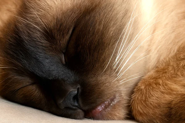 Yumuşak bej bir yastığın üzerinde huzur içinde uyuyan bir siyam kedisi. Yüzü hafif gün ışığında yıkanmış. Kürkündeki sıcak tonların pürüzsüz geçişini yansıtıyor..