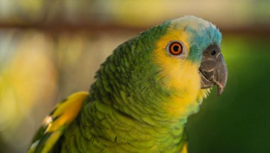 Canlı yeşil ve sarı tüyler ve parlak kırmızı bir göz gösteren tropikal bir papağanın detaylı görüntüsü. Bu görüntü, bu konuşkan Güney Amerikalı kuşun zekasını ve cazibesini yakalıyor..