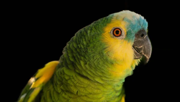 Canlı yeşil ve sarı tüyleri ve delici kırmızı gözleri olan renkli bir papağanın yakın çekimi. Makro detay, çarpıcı berraklıkta doku, zeka ve tropikal güzelliği gösterir..