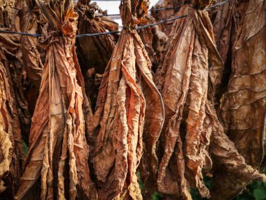 Organik tütün yaprakları kurumaya bırakılmış. Zengin kahverengi doku ve kıvrımlar, sürdürülebilir çiftçiliğe dayanan yavaş ve geleneksel bir tedavi sürecini ortaya koyuyor..