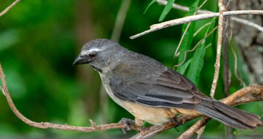 Vahşi bir Calandria (alaycı kuş) doğal orman ortamında bir dala tünemişti. Fotoğraf onun sakin bakışlarını ve vahşi yaşamın ahengini yakalıyor..