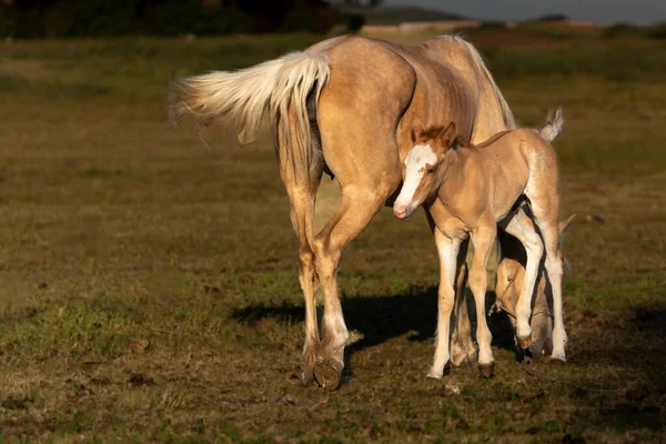Bir kısrak ve yavrusu açık bir alanda hassas bir anı paylaşıyor. Yumuşak ışık, Güney Amerika 'daki kırsal yaşamın uyumu, gücü ve yumuşaklığını vurgular..
