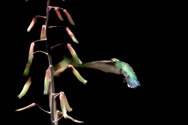 Vahşi bir sinekkuşu canlı pembe bir çiçeğin yanında zarif bir şekilde süzülür, uçuşun ortasında güneş ışığında donar. Huzurlu bir ev bahçesinde yakalanmış, hassas bir şekilde beslenirken kanatları hareket halinde bulanıklaşır..