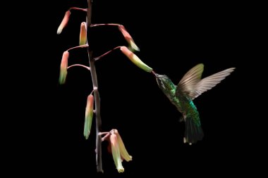 Çiçeklerle uçan sinekkuşu, siyah beyaz arka plan