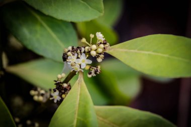 Parktaki güzel yeşil bitkilerin manzarasını kapat.