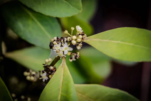 Parktaki güzel yeşil bitkilerin manzarasını kapat.