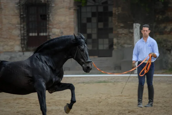 Antrenör, Endülüs atıyla tarihi bir avluda çalışıyor. Klasik İspanyol biniciliğinin zarafetini, gücünü ve disiplinini yakalıyor..