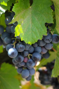 Bahçedeki ağaçta olgunlaşmış üzümler