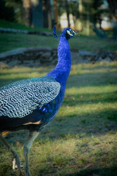 Tavus kuşu parkta yürüyor, parlak mavi ve beyaz tüylerini gösteriyor, kuyruğu olmadan doğal bir dinlenme pozisyonu alıyor..