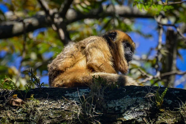 Maymun ağaçta oturuyor.