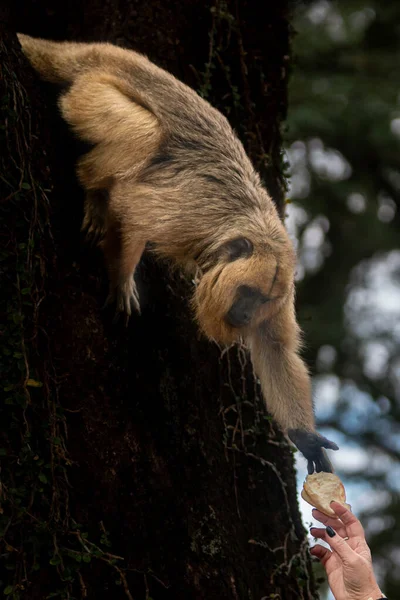 Kahverengi bir uluyan maymun (Alouatta caraya) insan eliyle sunulan yiyeceği almak için kolunu ağaçtan uzatır. Bu görüntü, Kuzey Arjantin ormanlarındaki vahşi yaşam ve insanlar arasında nadir görülen bir bağlantıyı yakalıyor.